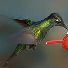 Colibri de Rivoli