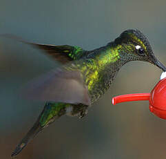 Colibri de Rivoli