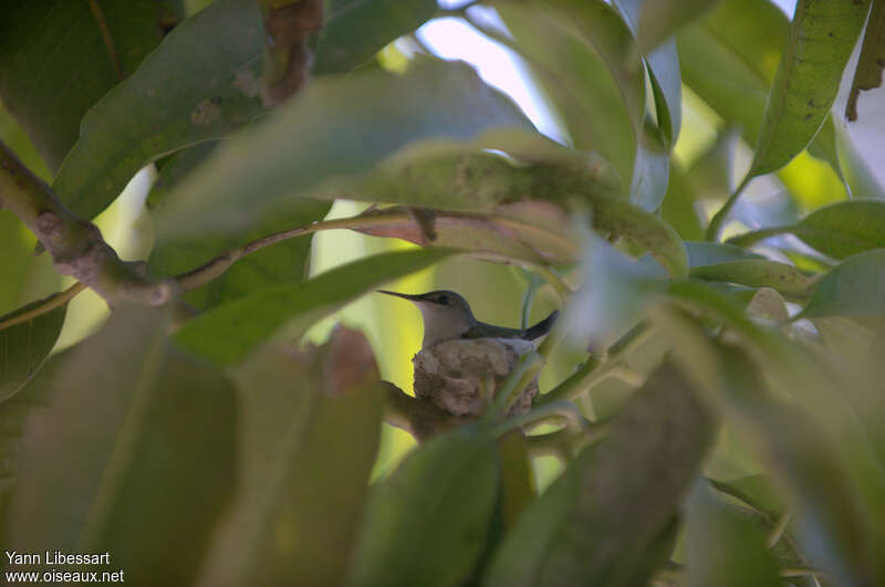Vervain Hummingbird, Reproduction-nesting