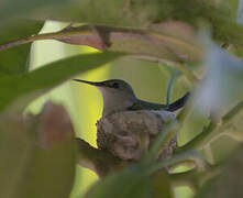 Colibri nain