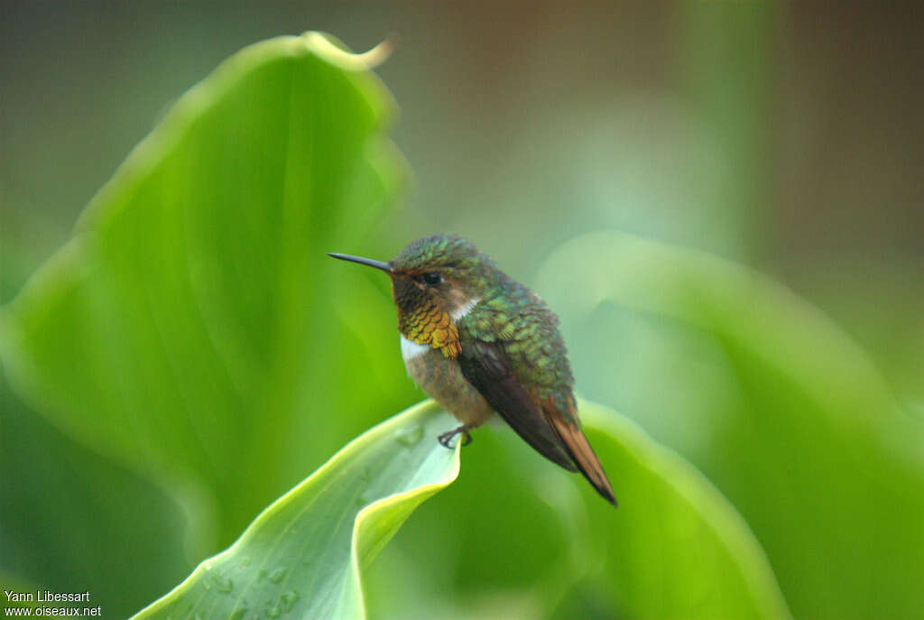 Colibri scintillant