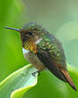 Colibri scintillant