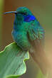 Colibri thalassin