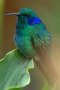 Mexican Violetear