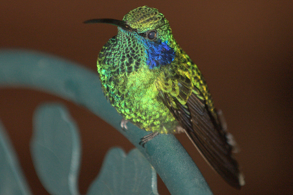 Mexican Violetear