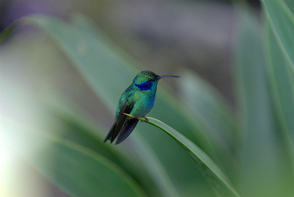 Mexican Violetear