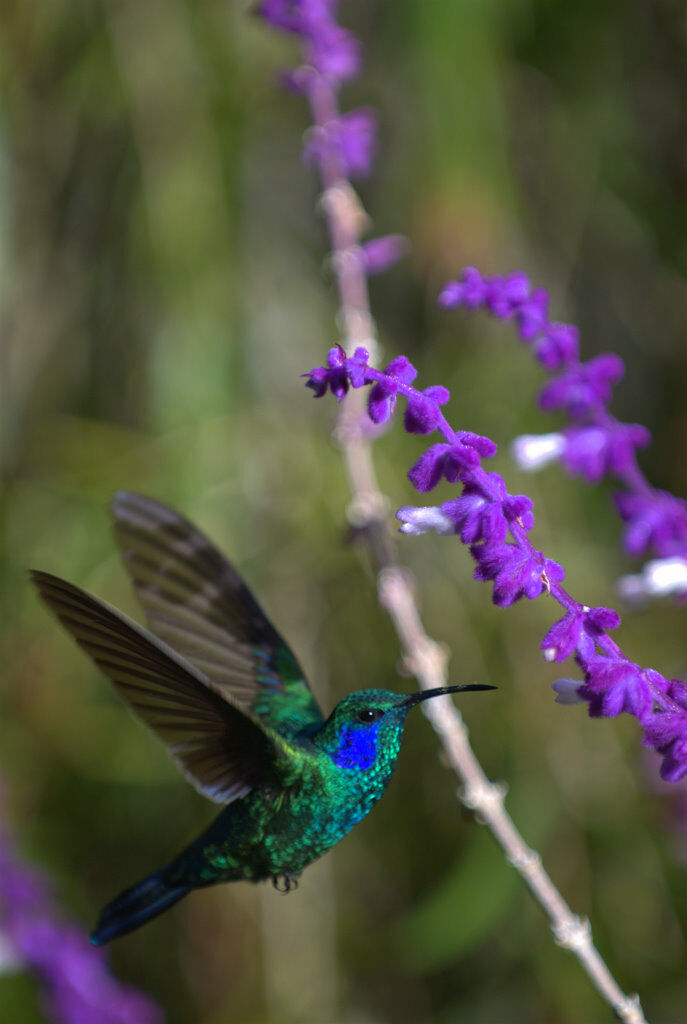 Mexican Violetear