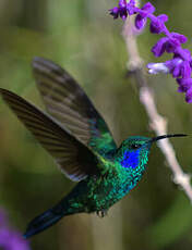 Colibri thalassin