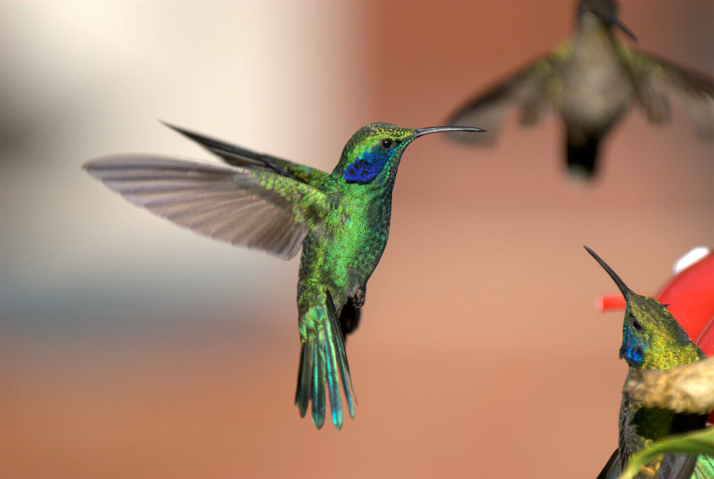 Mexican Violetear