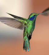 Mexican Violetear