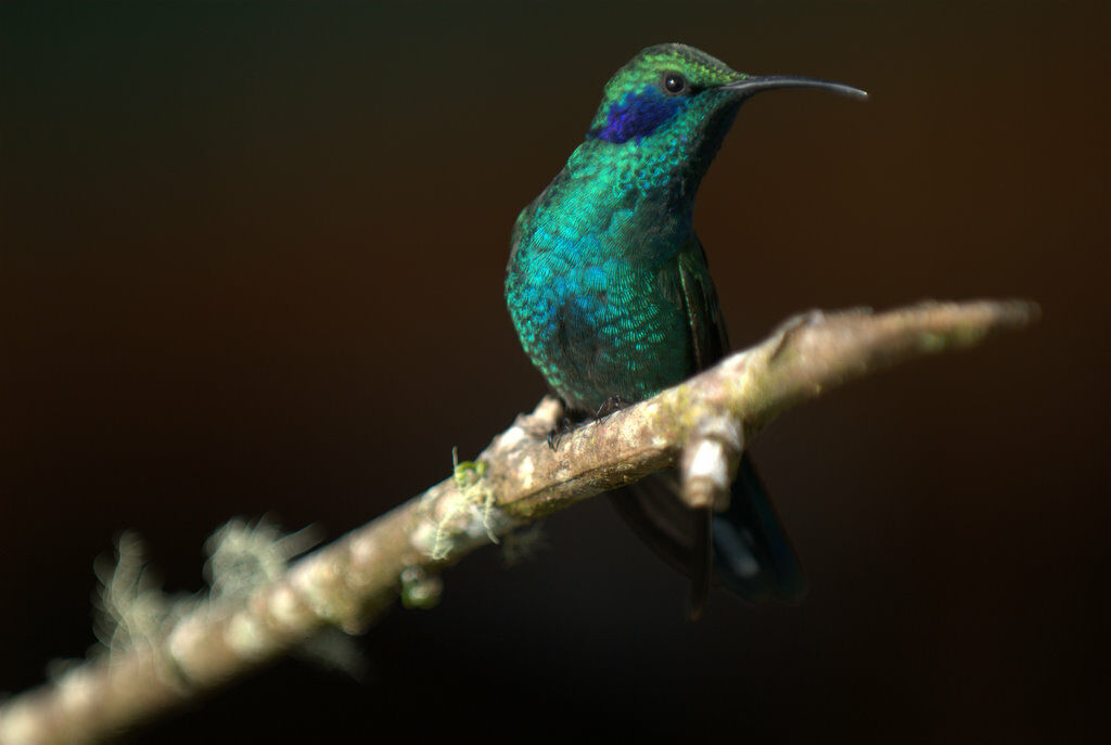 Mexican Violetear