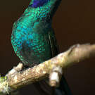 Colibri thalassin