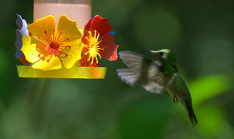 Colibri tout-vert