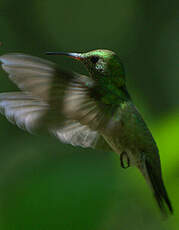 Colibri tout-vert