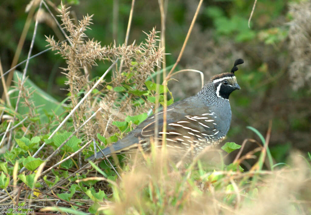 California Quail male adult, habitat