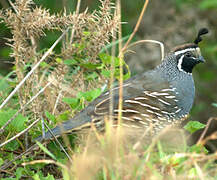 California Quail