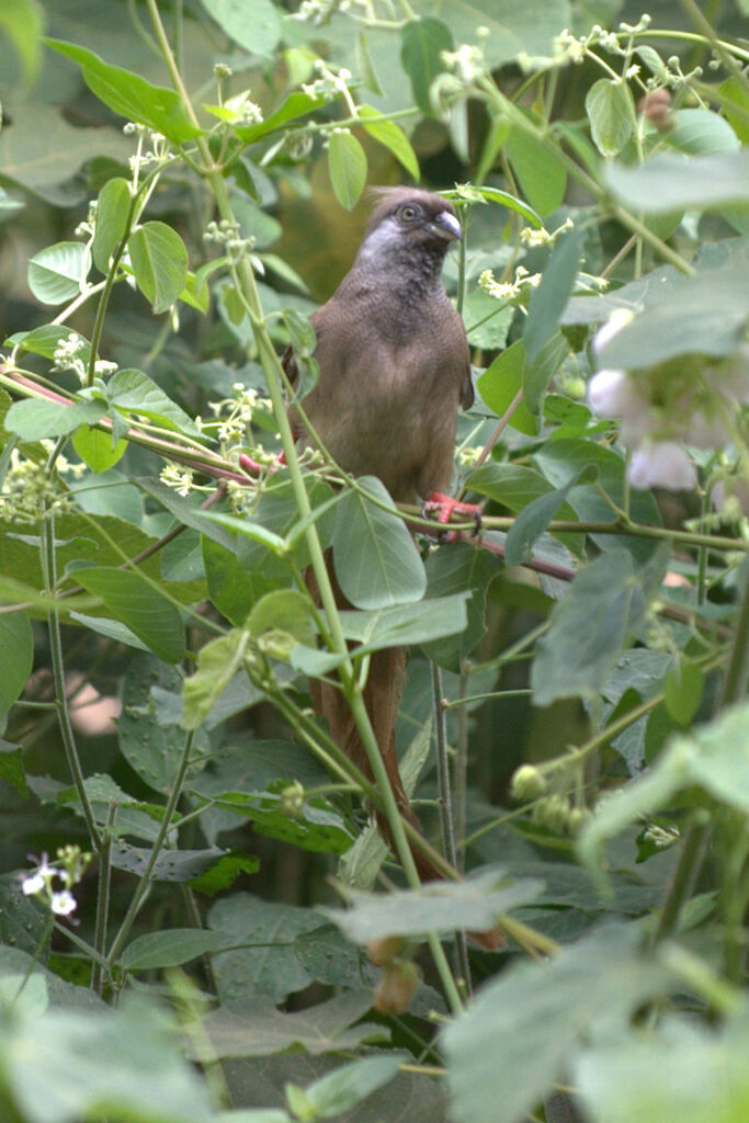 Speckled Mousebird