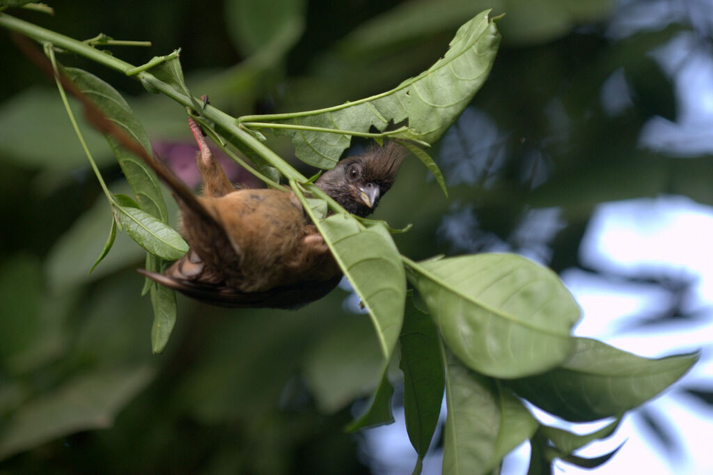 Speckled Mousebird