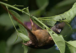 Speckled Mousebird