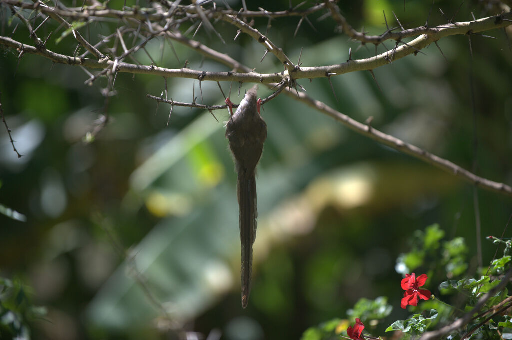 Speckled Mousebird