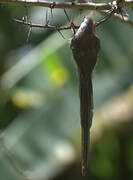 Speckled Mousebird