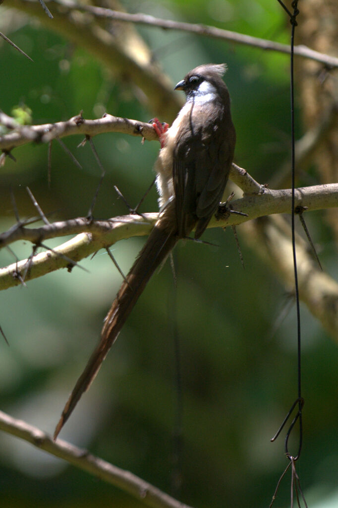 Speckled Mousebird