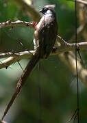 Speckled Mousebird