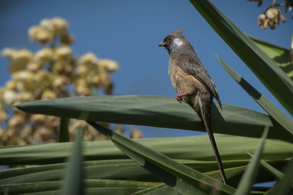 Speckled Mousebird