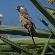 Speckled Mousebird