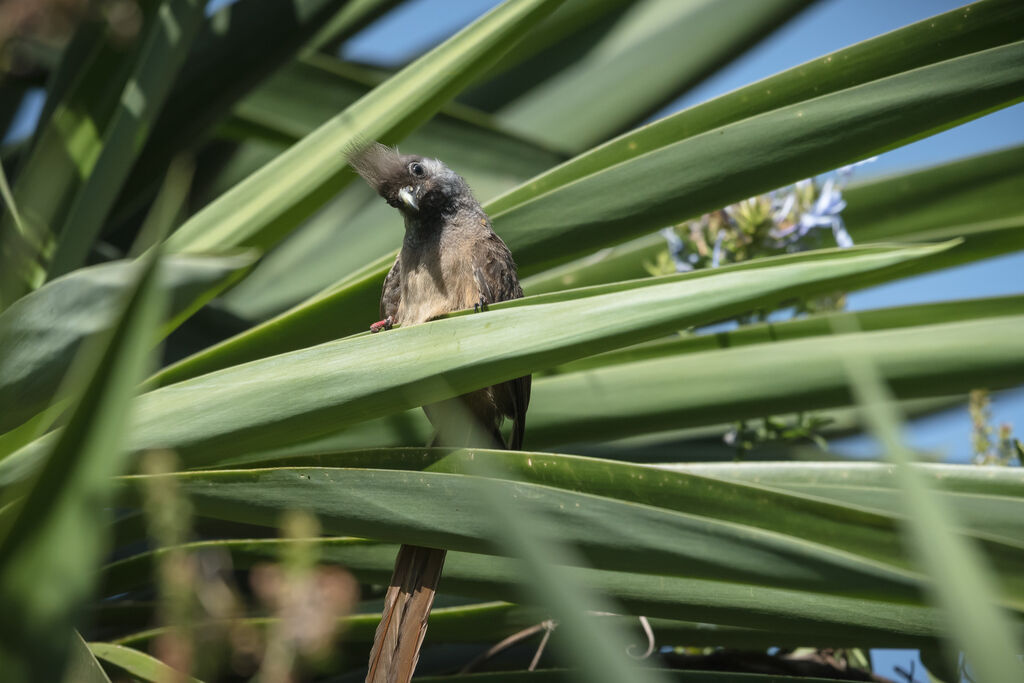 Speckled Mousebird