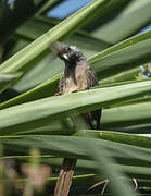 Speckled Mousebird