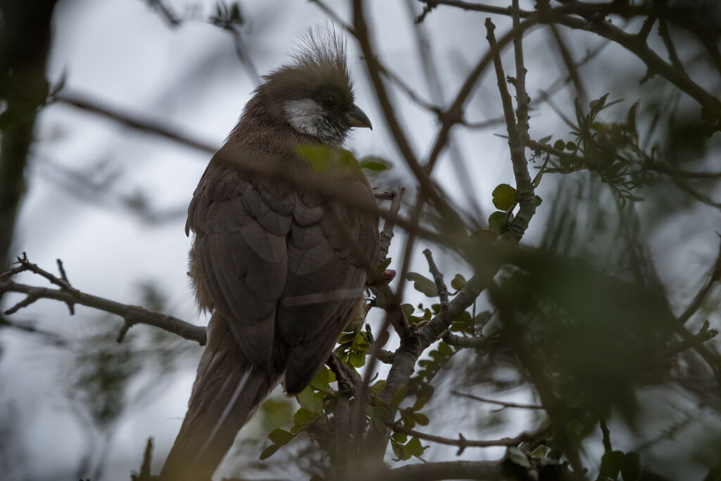 Speckled Mousebird