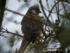 Speckled Mousebird