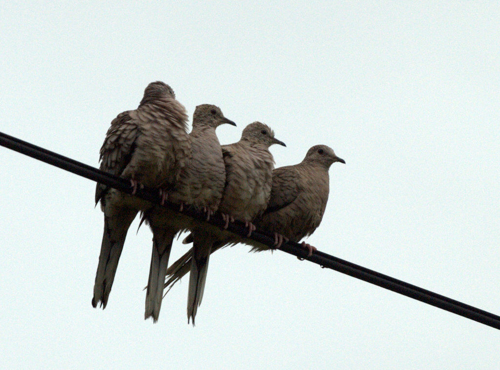 Inca Dove