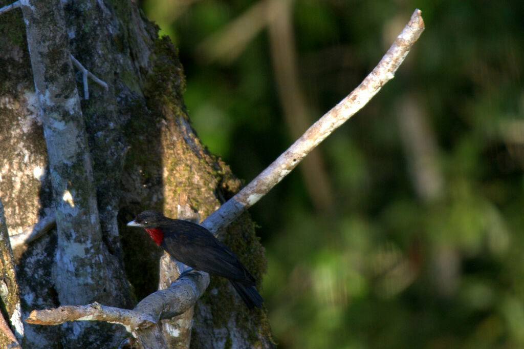 Purple-throated Fruitcrow