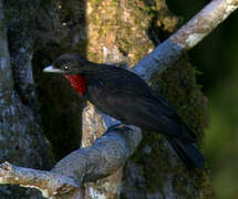 Purple-throated Fruitcrow