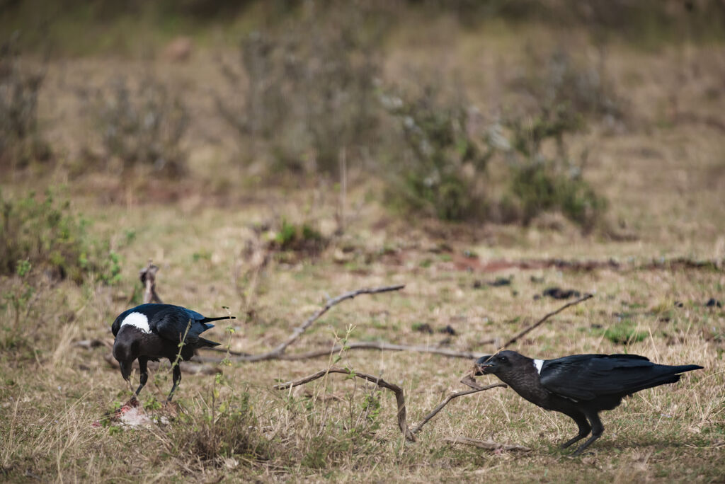 White-necked Raven