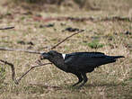 Corbeau à nuque blanche