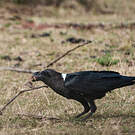 Corbeau à nuque blanche