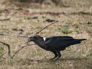 Corbeau à nuque blanche