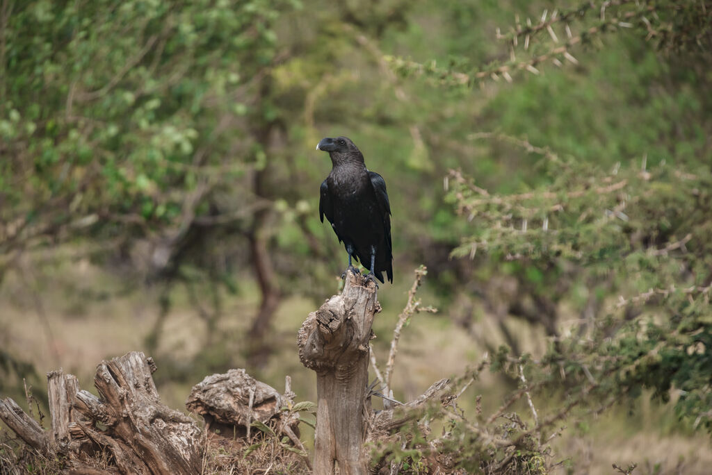 White-necked Raven