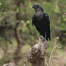 Corbeau à nuque blanche