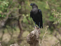 Corbeau à nuque blanche