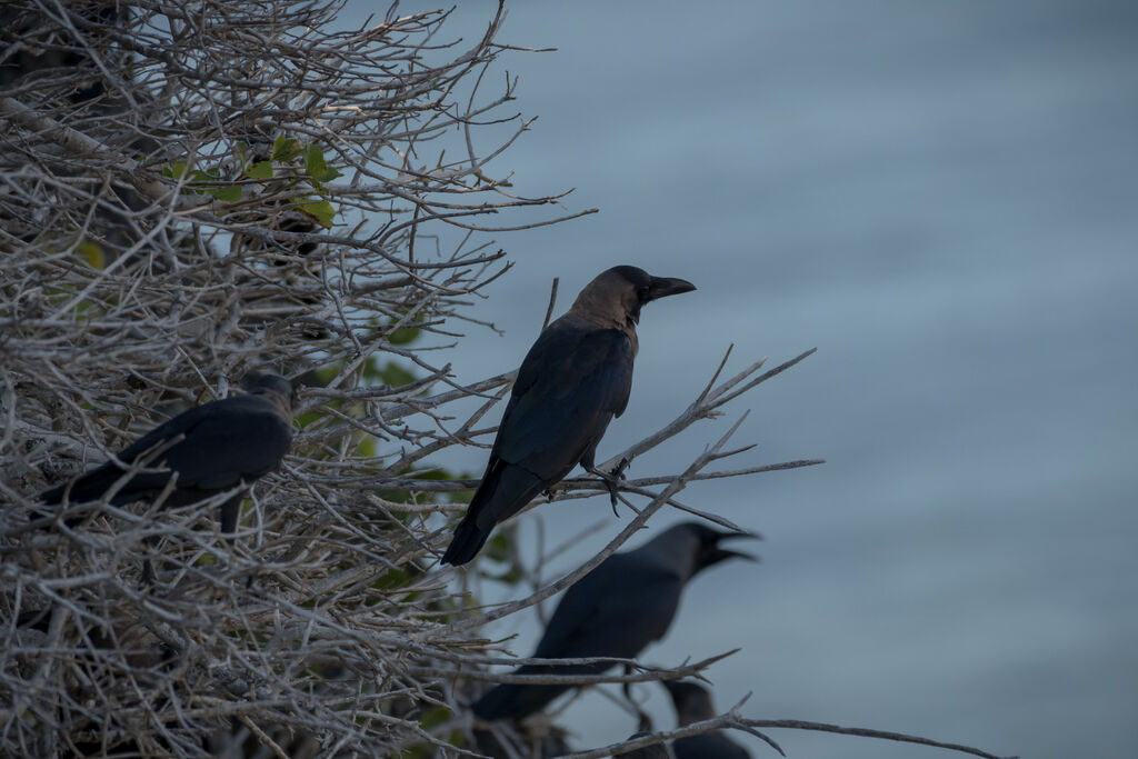 House Crow