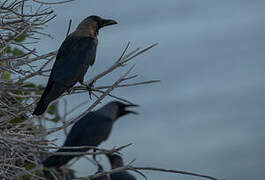 Corbeau familier