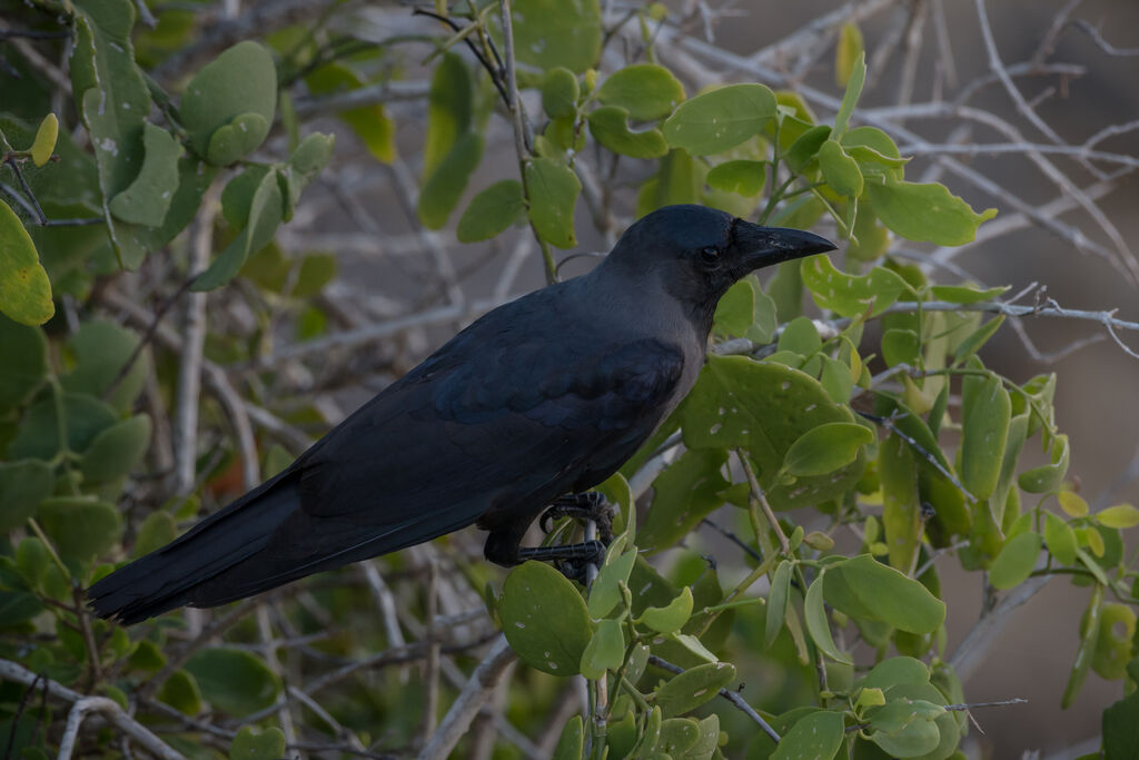 Corbeau familier