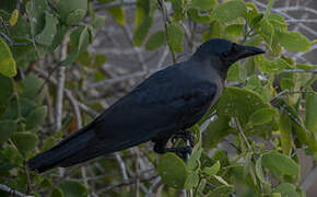 House Crow