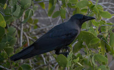 Corbeau familier