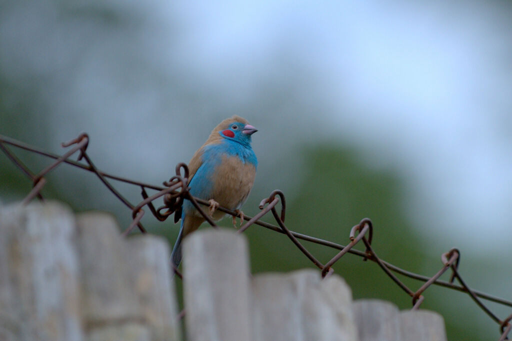 Red-cheeked Cordon-bleu