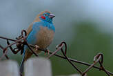 Cordonbleu à joues rouges